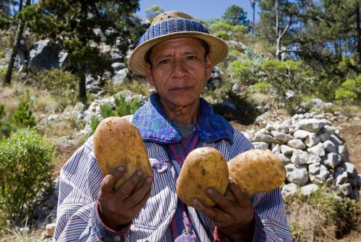 Señor con cosecha de papas